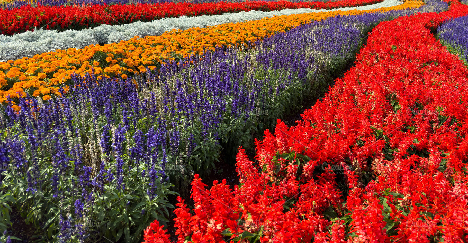 Salvia And Cockscomb Flowers Garden Background, a Nature Photo by THP Creative