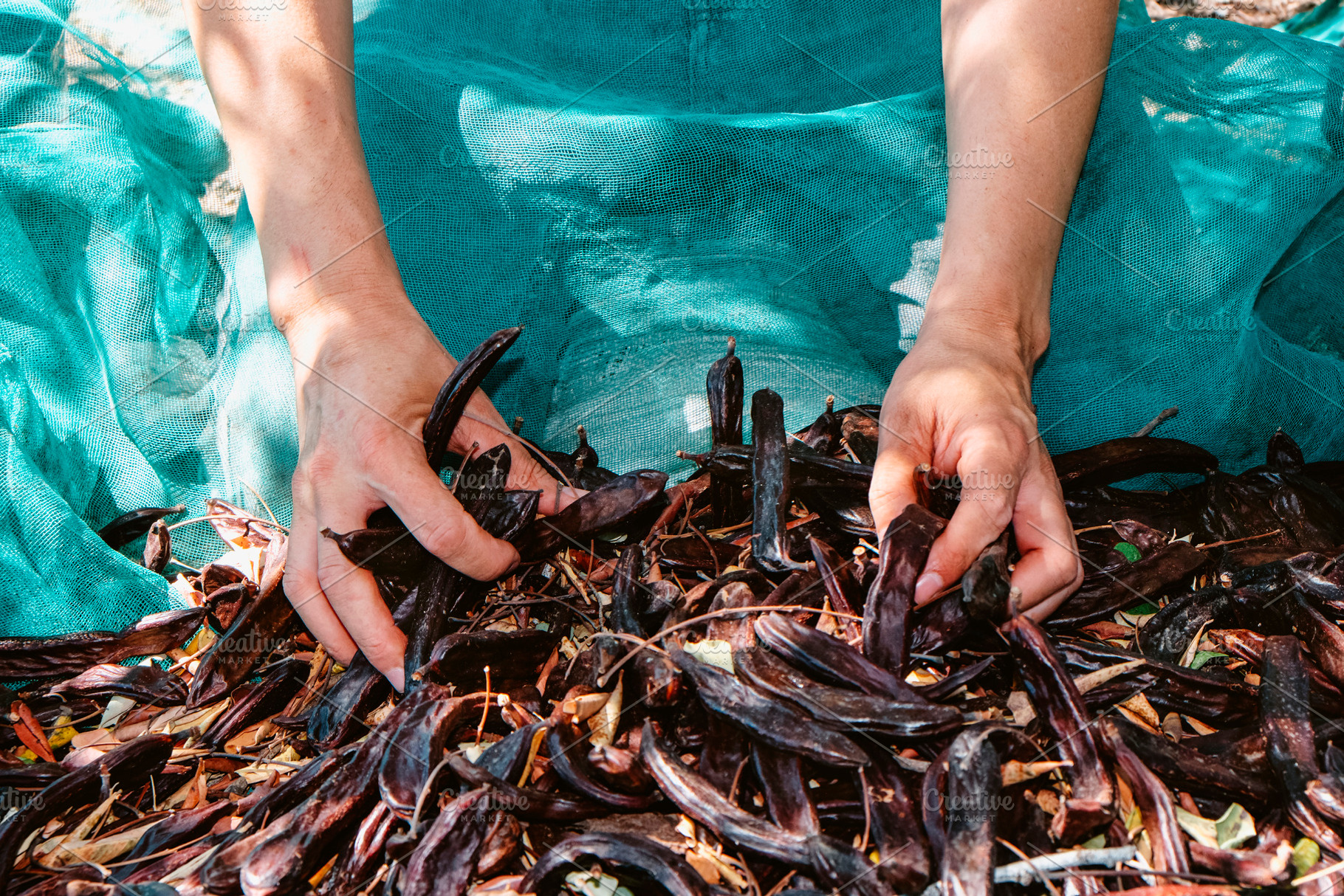 a man gathers carob pods from a harvesting net, a Photo by Nito