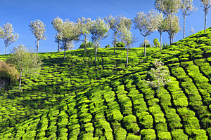 Tea plantation, a Photo by saiko3p
