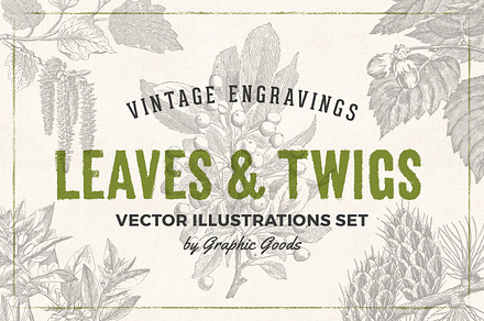 Leaves & Twigs Vintage Illustrations
