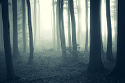 Mysterious forest halloween pack stock photo containing dark and eerie, a Nature Photo by Atmospheric visuals (Thumbnail 5 of 5)