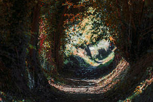 Enchanted forest tunnel path, a Nature Photo by SkyNext