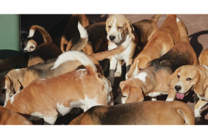 Pack of beagles gathering and, an Animal Photo by Goinyk