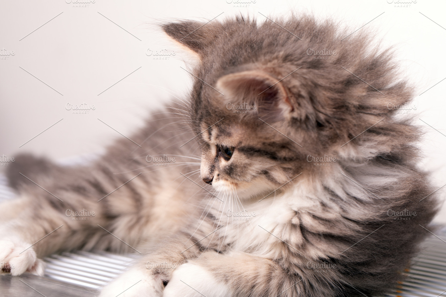 Close-up of an adorable fluffy kitten lying down, with soft gray and white fur,, an Animal Photo by Ales Munt
