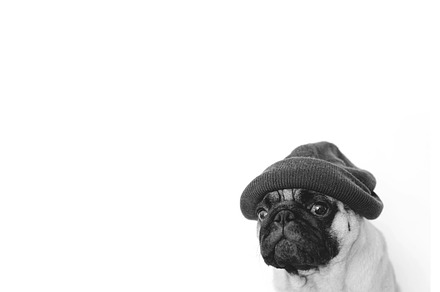 Black and white pug dog in hires featuring breed, isolated, and fun, an Animal Photo by Friendly Photos Shop