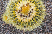 Wild Desert Cacti Bundle, a Nature Photo by HG Photography (Thumbnail 3 of 7)