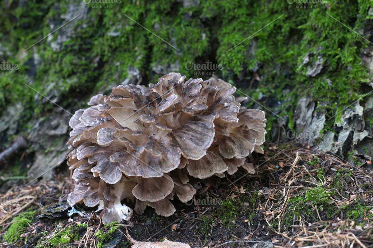 Grifola frondosa mushroom featuring hen-of-the-woods, grifola, and frondosa, a Nature Photo by Alexander62 (Photo 1 of 2)