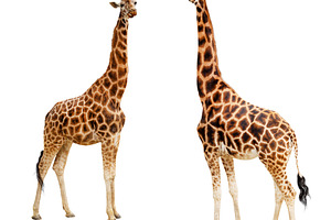 Two giraffes standing on white, an Animal Photo by UltraShop