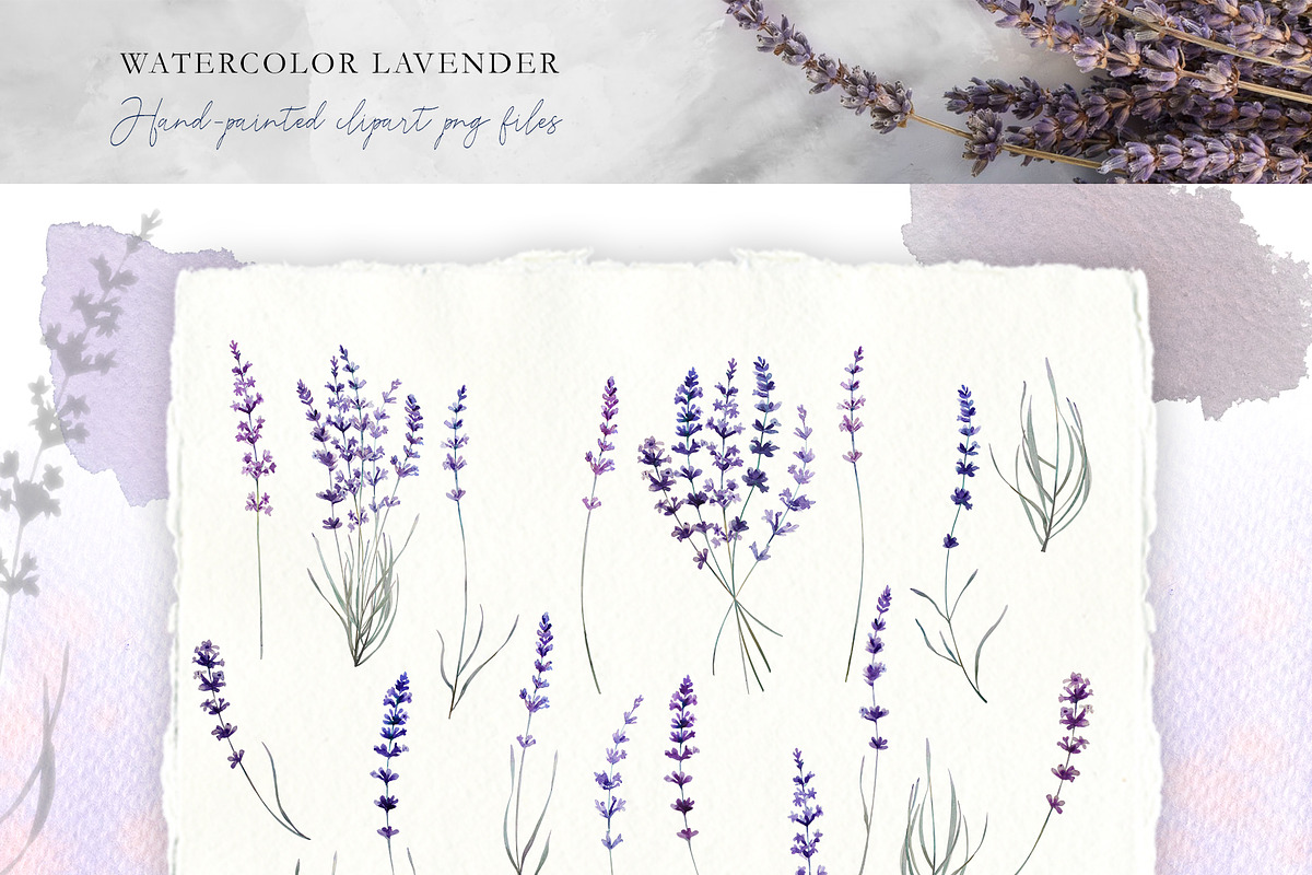 Love Lavender Set, an Illustration by Olga Koelsch (Photo 2 of 11)