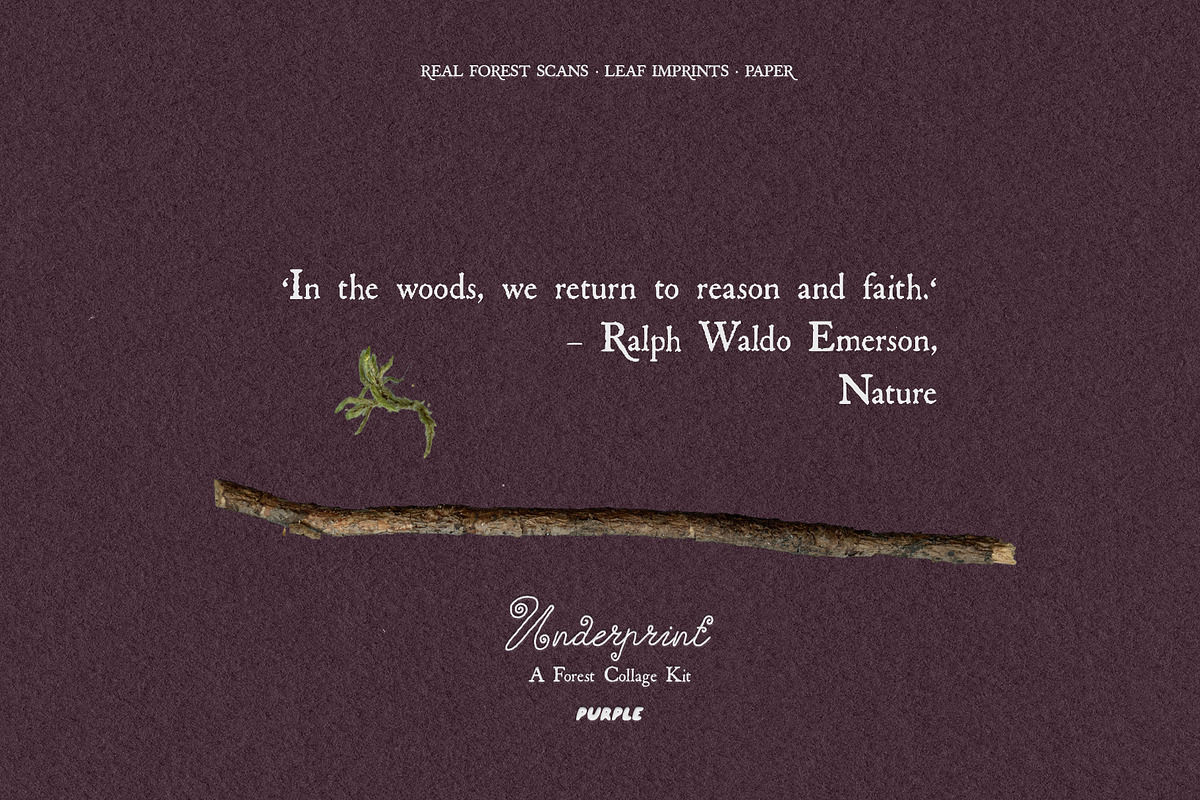 Leaf Imprints, Forest Scans & Paper, an Object Graphic by Purple (Photo 18 of 20)