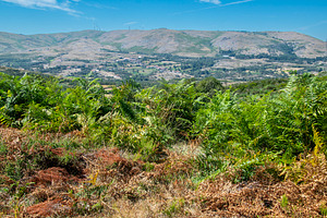 Bushes and wild vegetation in mountain terrain, a Nature Photo by DanFLCreativo