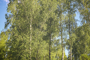 Lush green birch trees and grass on a sunny hillside under a cle, a Nature Photo by Eugene_Photo