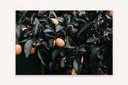 Lifestyle Bundles Collection 2, a Beauty & Fashion Photo by Floral Deco (Thumbnail 31 of 66)
