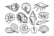 Seashells design. Natural logos, a Decorative Illustration by WalnutBird (Thumbnail 4 of 6)