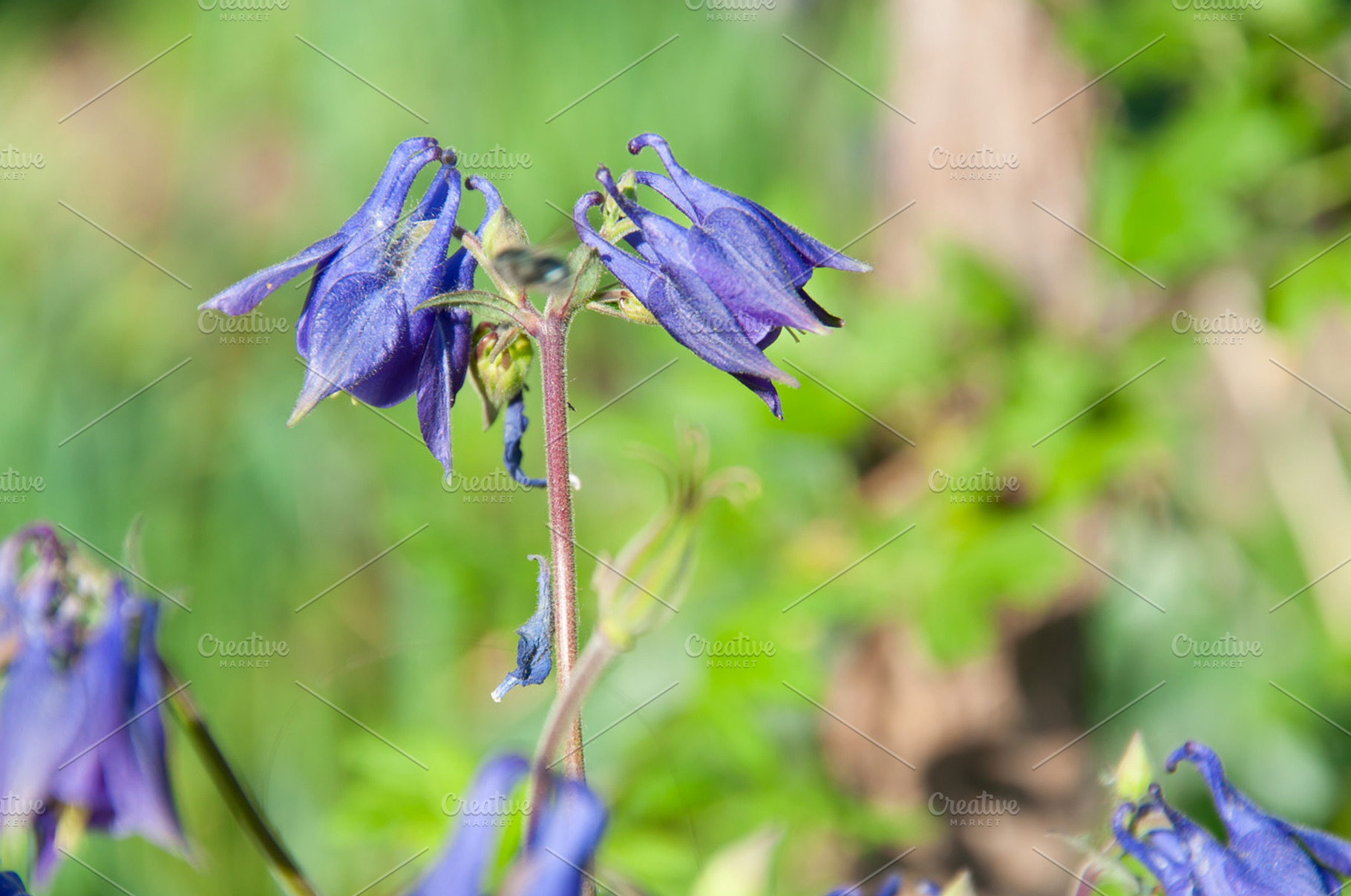 Campanula