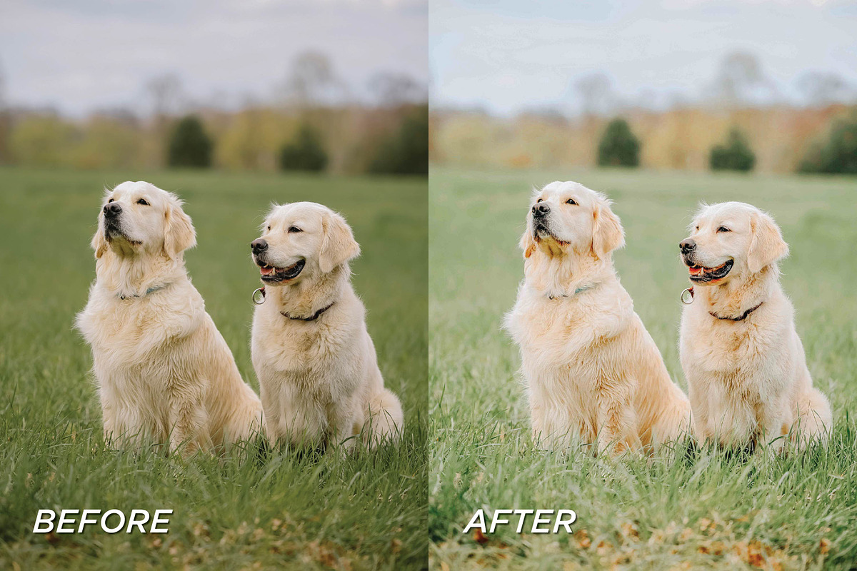 25 Bright Dog Lightroom Presets, a Preset Add-On by TheWayfarerShoppe (Photo 3 of 6)