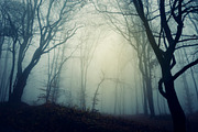 Haunted Halloween Forest Pack 1, a Holiday Photo by Atmospheric visuals (Thumbnail 6 of 6)