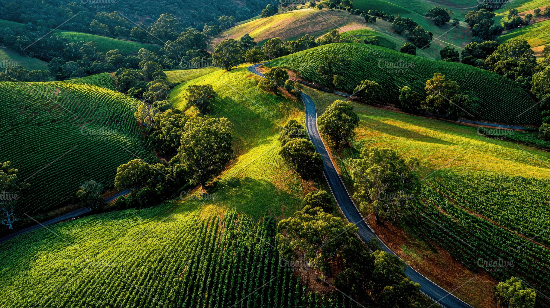 Aerial view of vineyard landscape wi, a Photo by Pixeness Studio