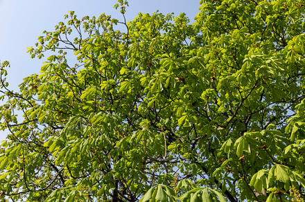 a flowering chestnut tree in the spring season, a spring park, a Photo by MyPhotos