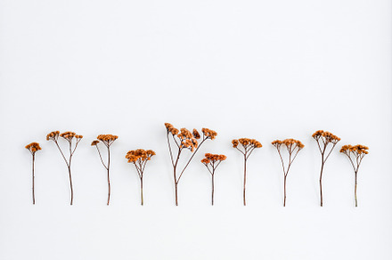Dry umbrella plants on white canvas, a Nature Photo by Studio Light & Shade