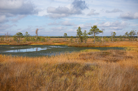 Belarusian swamp lake in Yelnya Belarus in autumn. Ecosystems environmental pro, a Nature Photo by SaulichPhoto