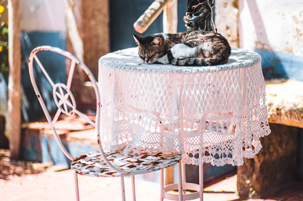 Cat sleeping on vintage table