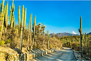 Tehuacancuicatlan biosphere reserve stock photo containing mexico and cactus, a Nature Photo by Leonid Andronov