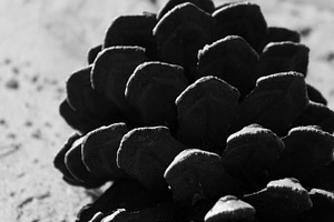 Geometric Pine Cone