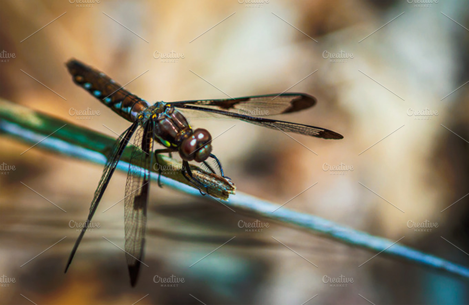 Dragonfly
