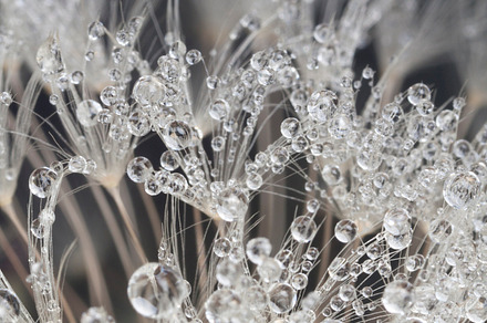 Dew Droplets On Leaf preview 5