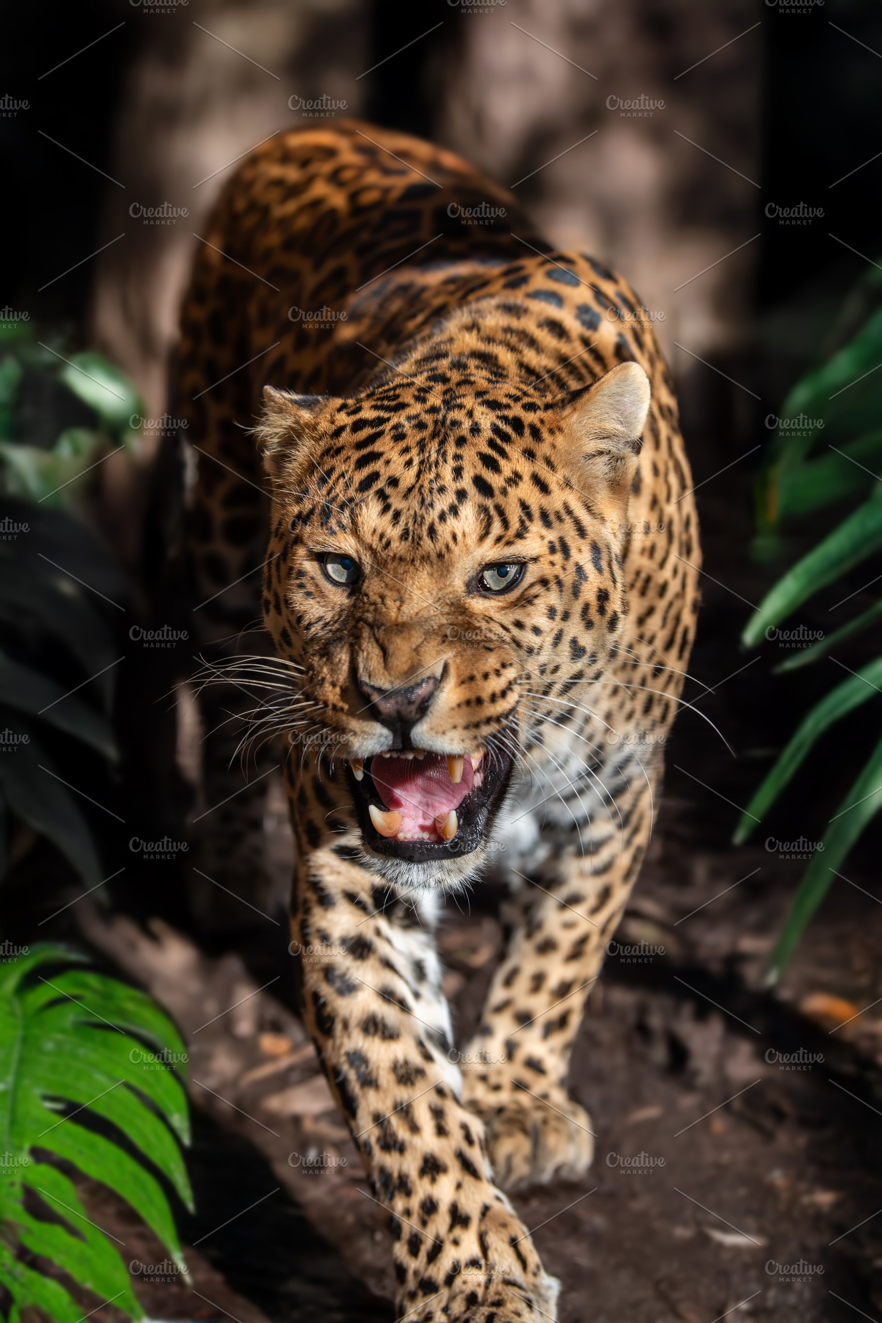 A fierce leopard prowls through lush greenery, showcasing its st, an Animal Photo by Byrdyak