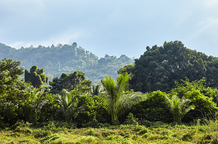 tropical jungle landscape, a Nature Photo by Gladkov photography