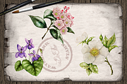 US State Flowers Part 2 Illustration, a Decorative Illustration by DioFlow (Thumbnail 5 of 5)