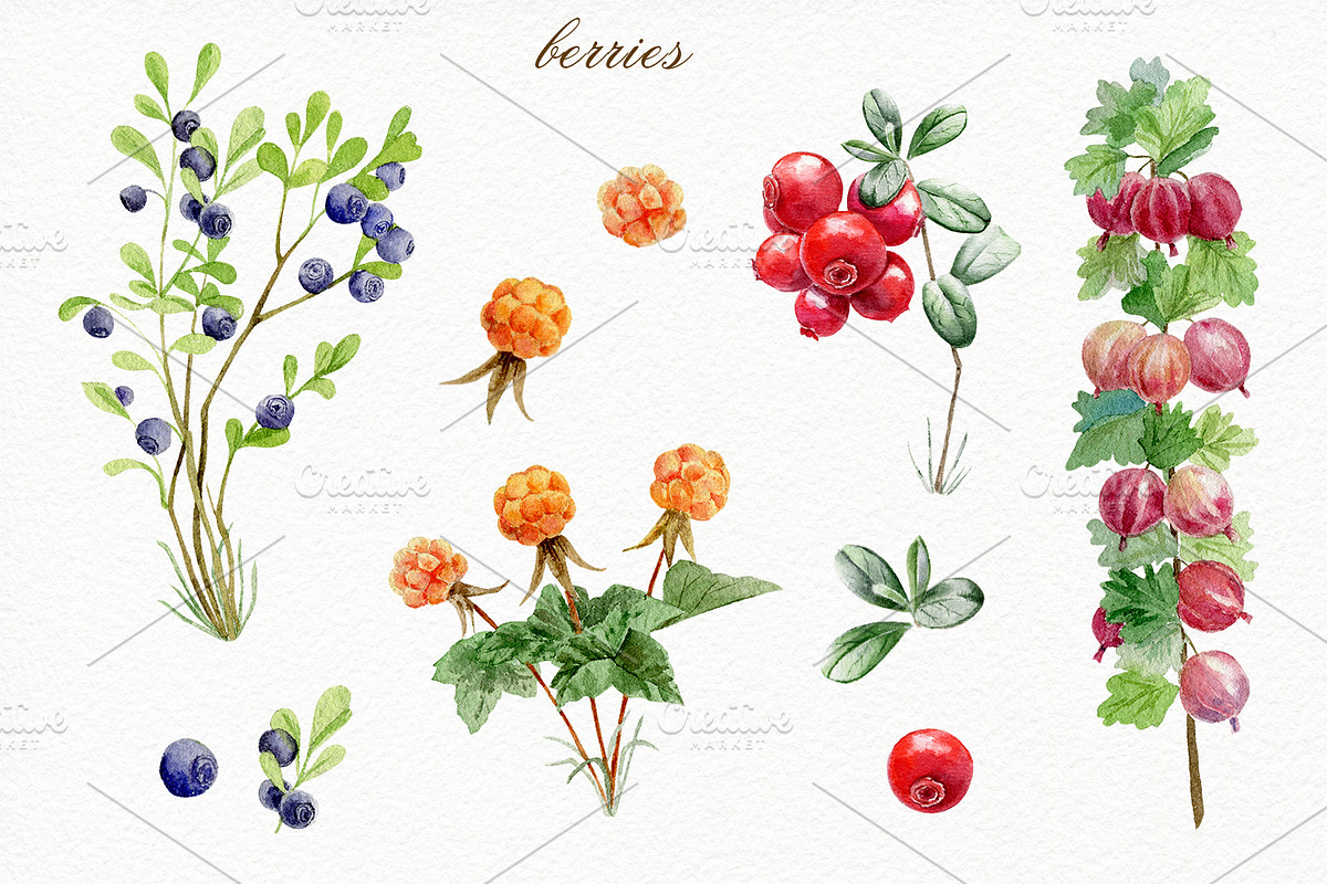 Forest watercolor designer toolkit, an Animal Illustration by Elegantia (Photo 10 of 28)