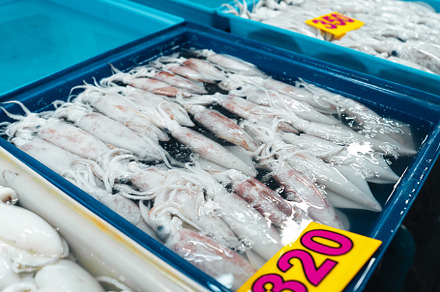 Fresh squid in trays for sale in the fish market, a Food & Drink Photo by Art Rachen
