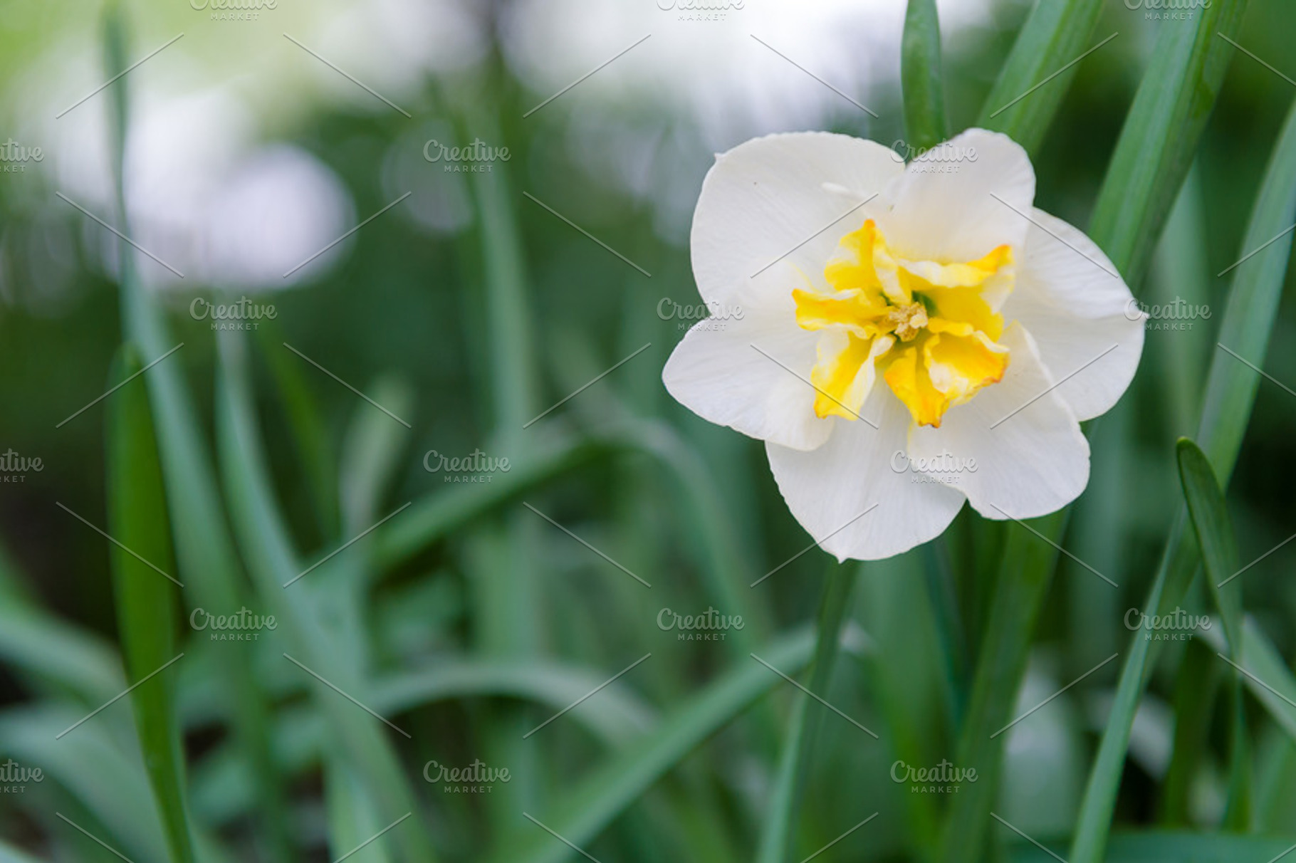 Stock Photo - Single Dafodil, a Photo by Rebecca Nash Photography