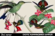Exotic Hummingbirds Clipart Set, an Illustration by ephemoire (Thumbnail 1 of 4)