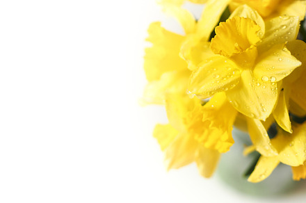 Yellow Flower Stock Photography