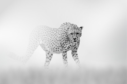 Cheetah comes out of the fog on a light background, an Animal Photo by Byrdyak