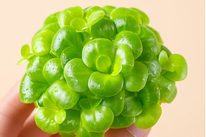 In a closeup image, a woman is shown, a Food & Drink Photo by ZinetroN