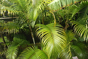 Lush, Green Jungle Plants, a Nature Photo by lizzyad (Thumbnail 1 of 2)