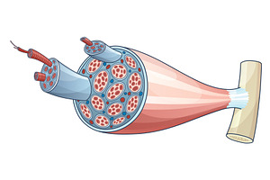 Skeletal muscle anatomy, a Healthcare Illustration by Things for designers