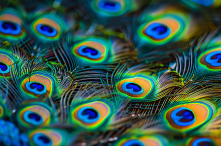 A close-up of a peacock feather reve, a Photo by Tanuart