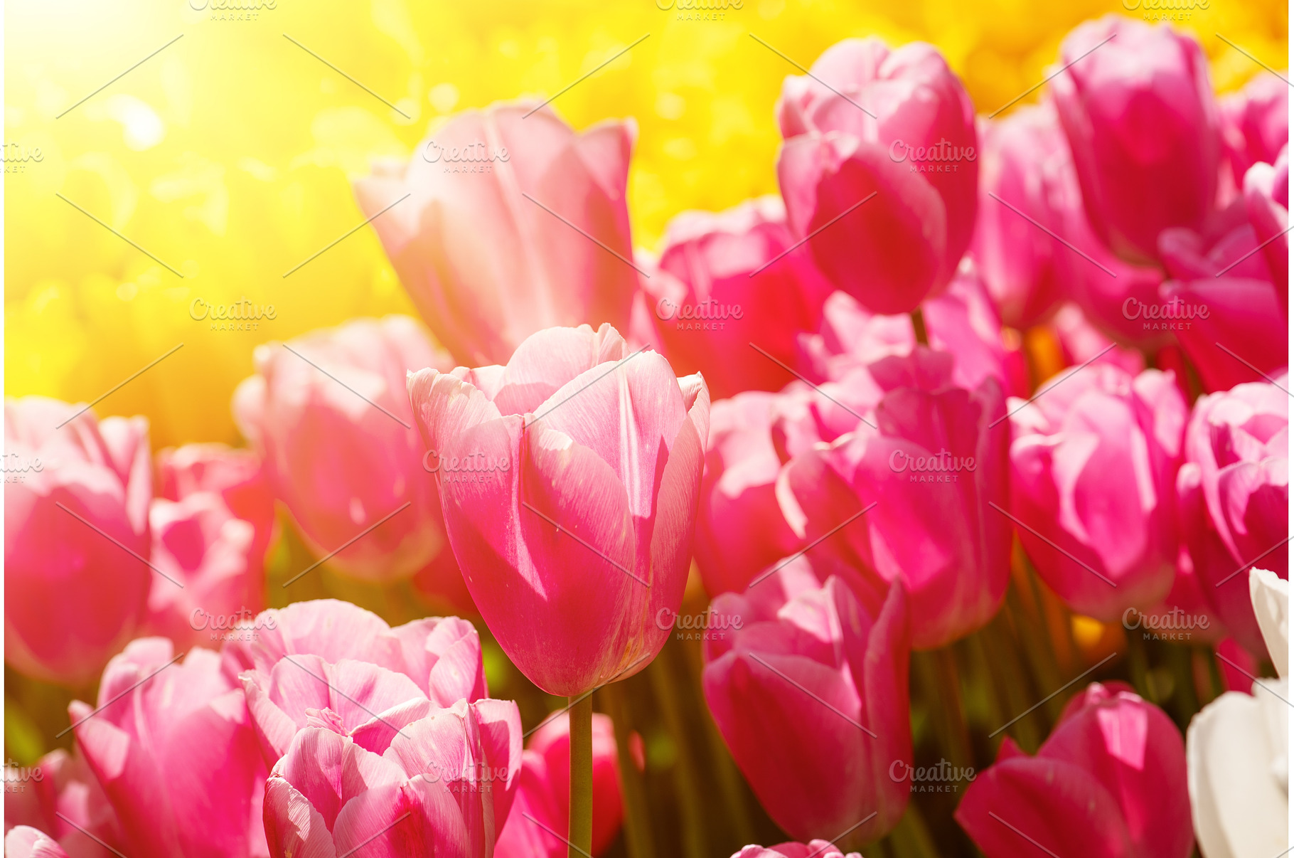Pink tulip flowers, natural floral, a Nature Photo by Nature and travel