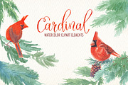 Cardinal bird watercolor clipart set, an Illustration by Art & Things (Thumbnail 2 of 6)