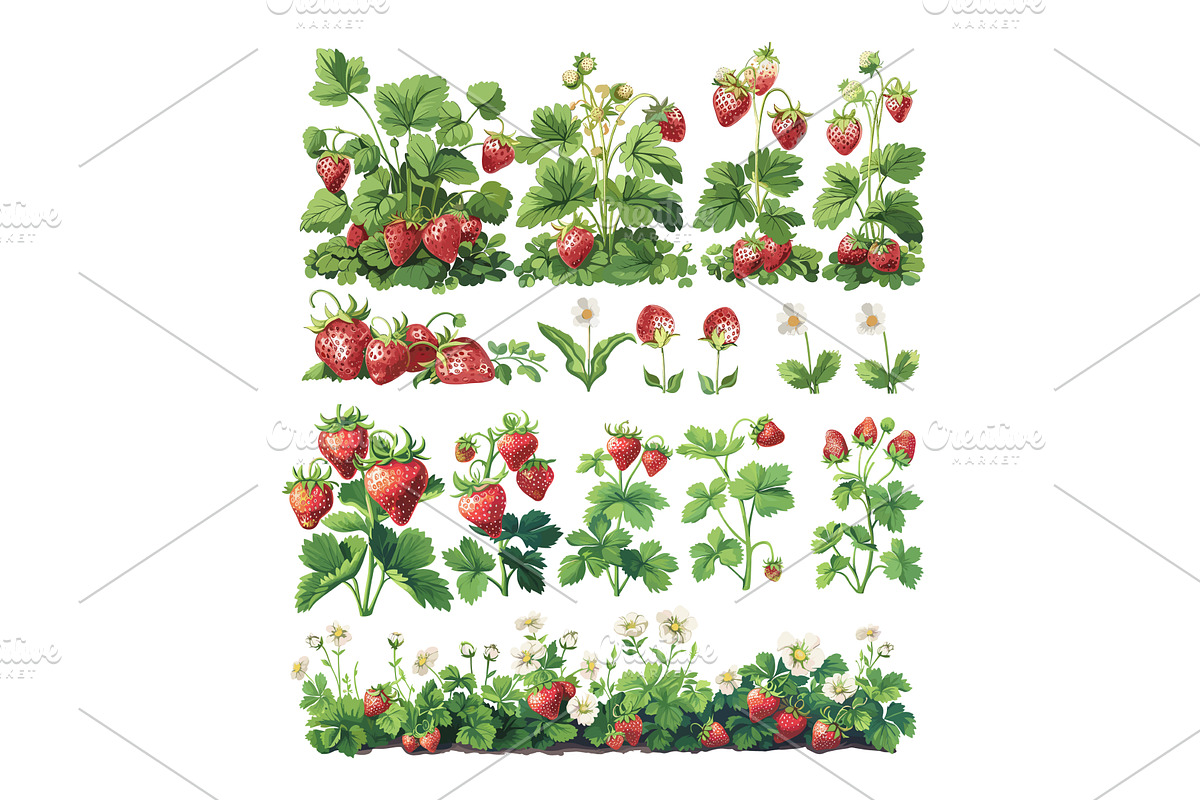 Cartoon strawberry bushes. Garden, a Food Illustration by Stock-Smart-Start