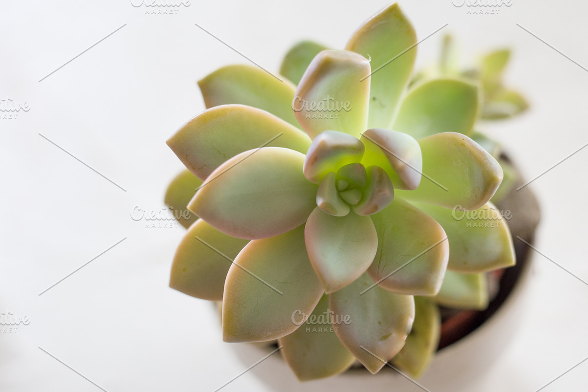 Living with Plants Photo Bundle, a Nature Photo by Wellness Stock Market (Photo 2 of 11)