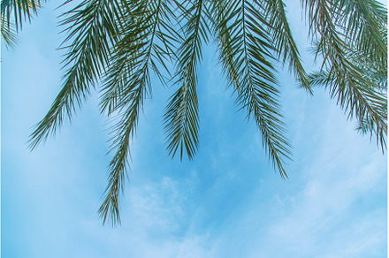 Palm leaves against the sky, a Nature Photo by yanadjana