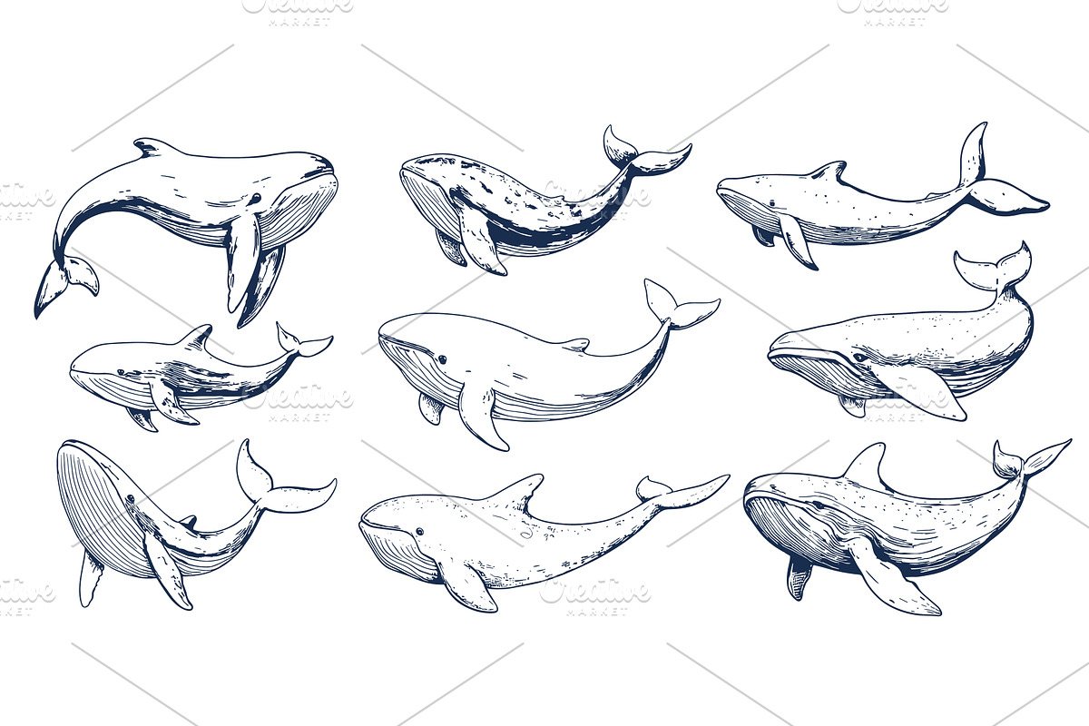 Sketch friendly whales. Isolated, an Animal Illustration by Valerie Bodnar