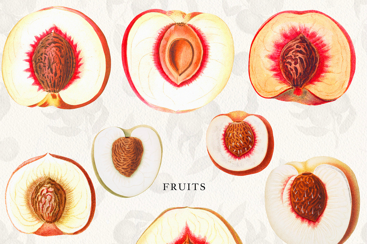 Vintage Peach Graphic Collection #03, an Object Graphic by Olga Begak Art & Design (Photo 7 of 8)